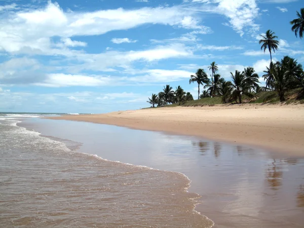 Большой пляж с пальмами — стоковое фото