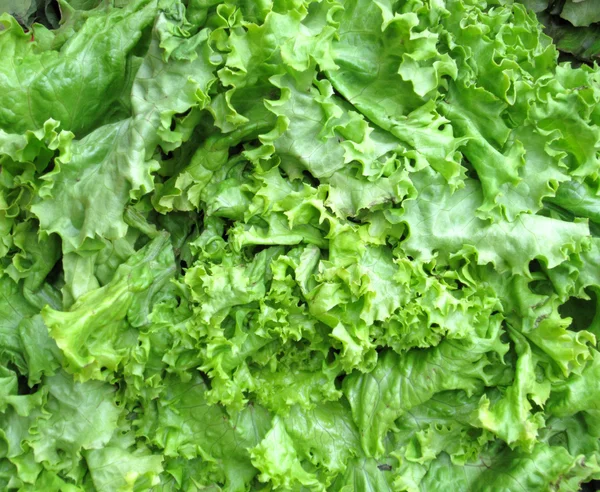 Fresh lettuce background Royalty Free Stock Photos