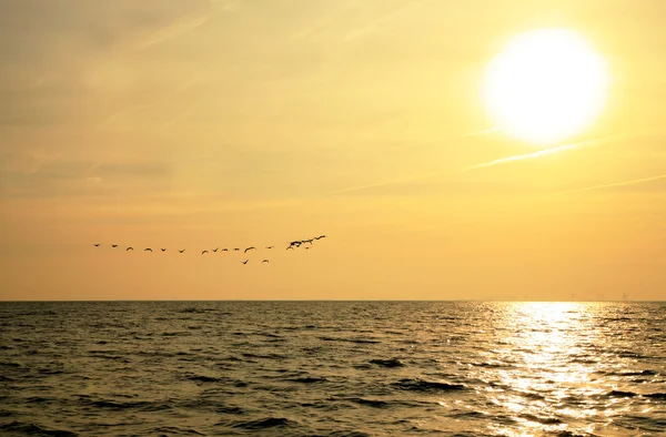 Sunrise and flock of birds. — Stock Photo, Image
