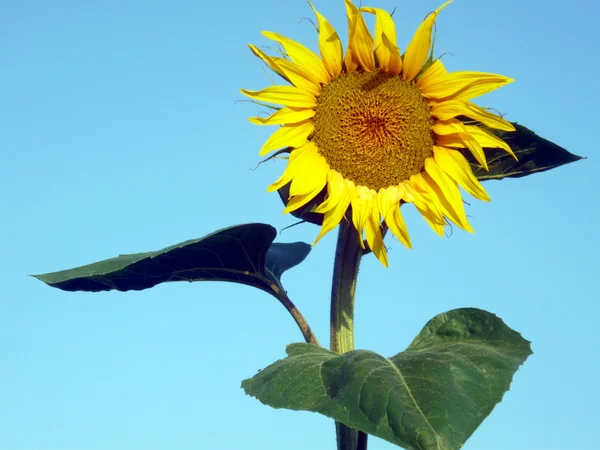 Solar flower — Stock Photo, Image