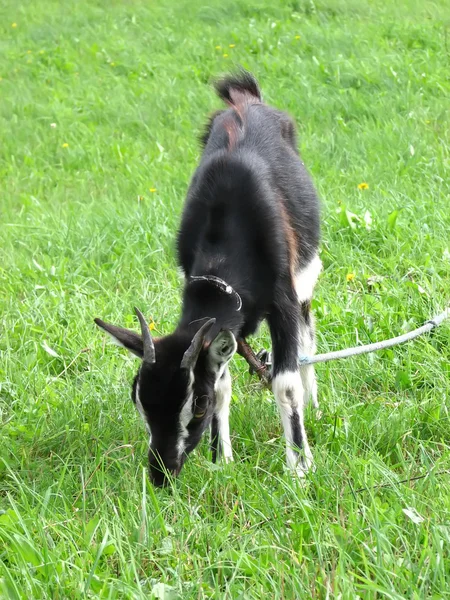 Leaning black goat on green grassland — Stock Photo, Image