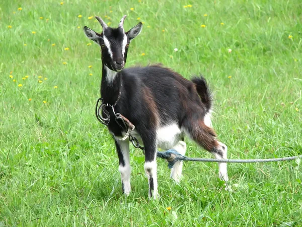 Black goat on green grassland — Stock Photo, Image