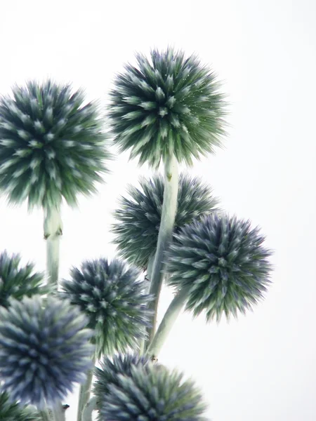 Modré květy thistly — Stock fotografie