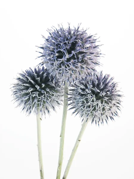 Blauwe thistly bloemen — Stockfoto