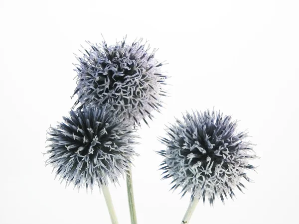 Blauwe thistly bloemen — Stockfoto