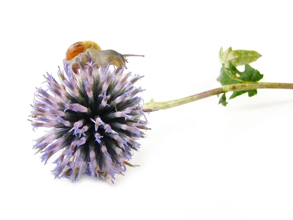 Snail on blue flower — Stock Photo, Image