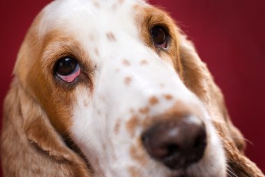 Bloodshot eye of spaniel clipart