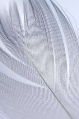 Feather closeup clipart