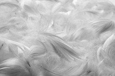 Feathers bw background clipart