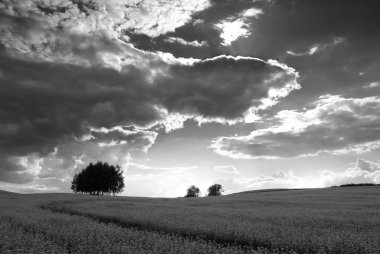 Black and white field. clipart