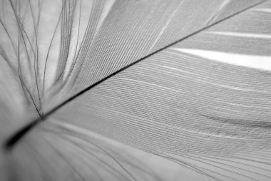 B&W feather closeup clipart