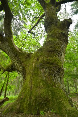 Huge oak. clipart