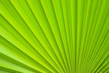 Palm leaf. clipart