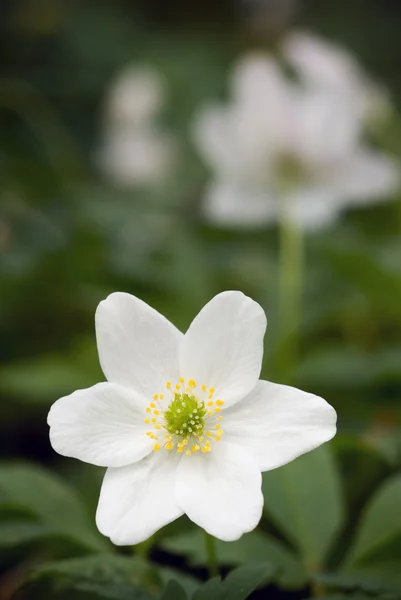 stock image Anemone.