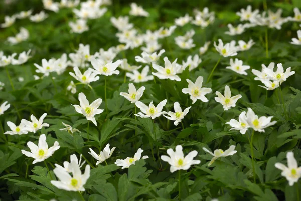 stock image Anemones.