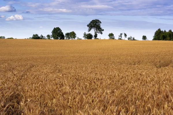 Зерновое поле . — стоковое фото
