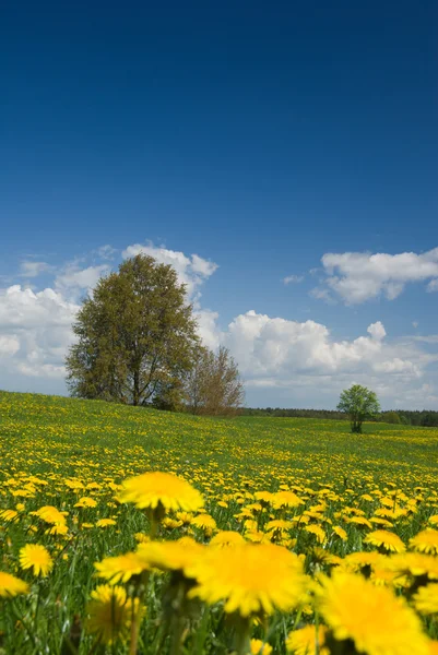 Spring landscape. — Stock Photo, Image