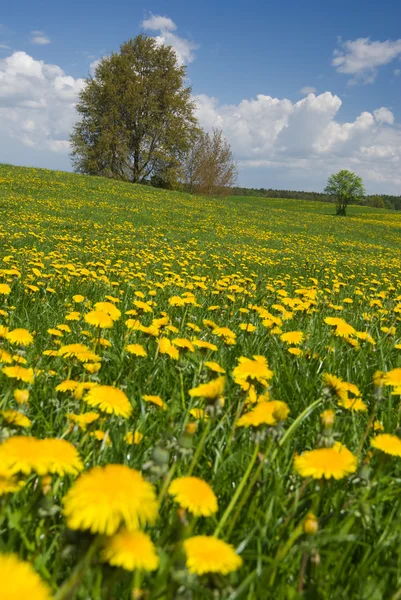 Spring landscape. — Stock Photo, Image