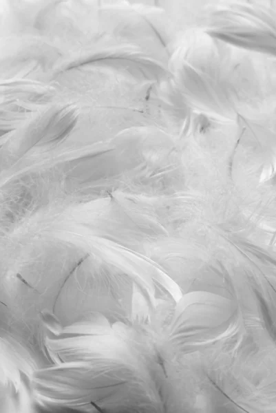 Feathers bw background — Stock Photo, Image