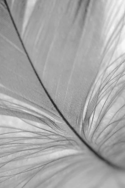 B & W feather close seup — стоковое фото