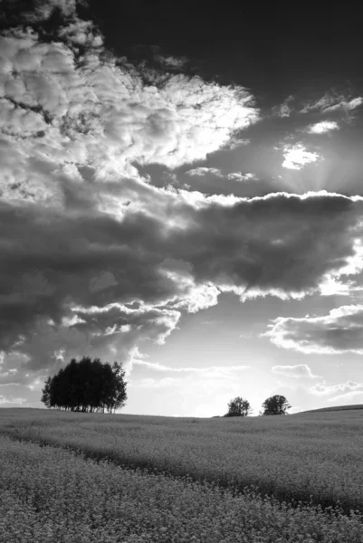 Black and white field. — Stock Photo, Image