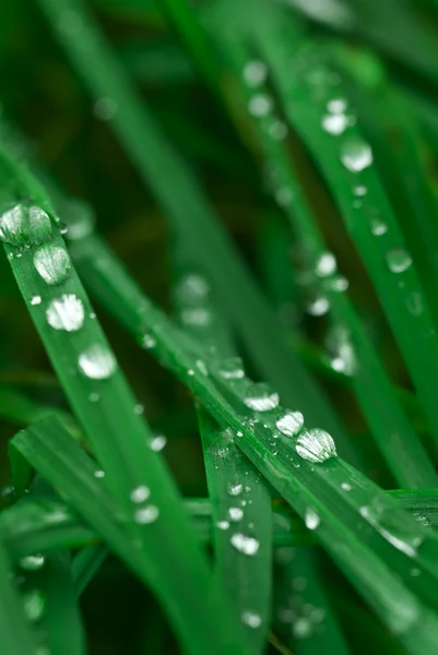 stock image Wet grass.