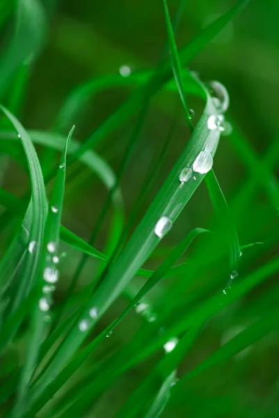 Wet grass. — Stock Photo, Image