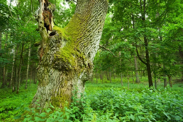 Старый дуб . — стоковое фото