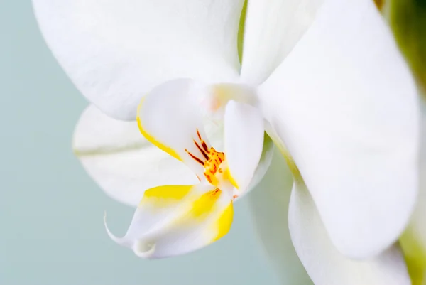 Dettaglio del Orchid . — Foto Stock