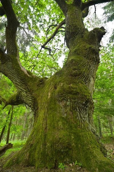 Aged and mossy oak in the forest - Mazury, Poland, aRGB.