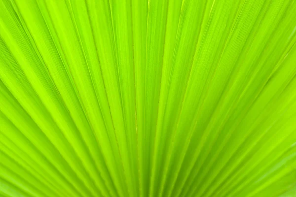 stock image Palm leaf.