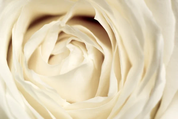 Delicate rose. — Stock Photo, Image