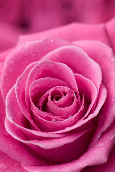 Rosa rosa detalle . — Foto de Stock