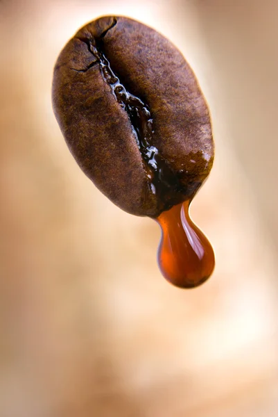 Coffee drop Stock Picture