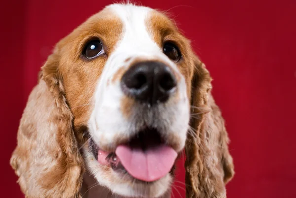 Cheerful Cocker Spaniel. Royalty Free Stock Images