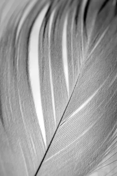 Feather close up Stock Photo