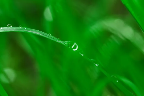 Wet grass. Royalty Free Stock Images