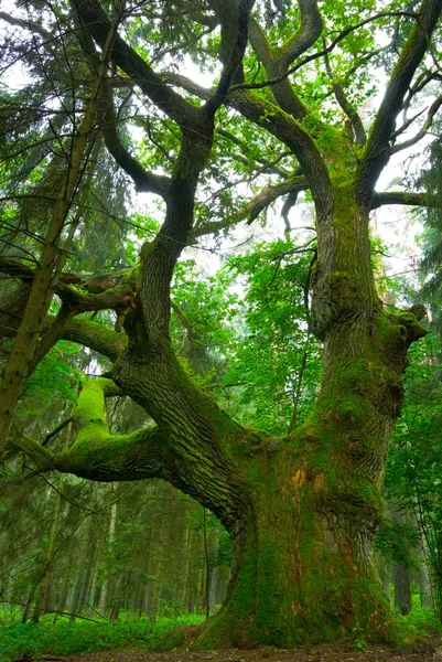 Big oak. Stock Picture