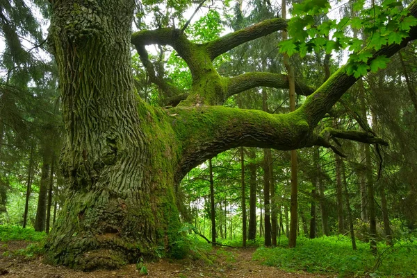 Mighty oak. Stock Photo