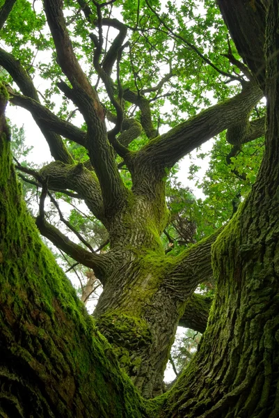 Powerful oak. Stock Image