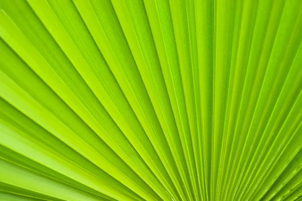 Palm leaf. Stock Picture