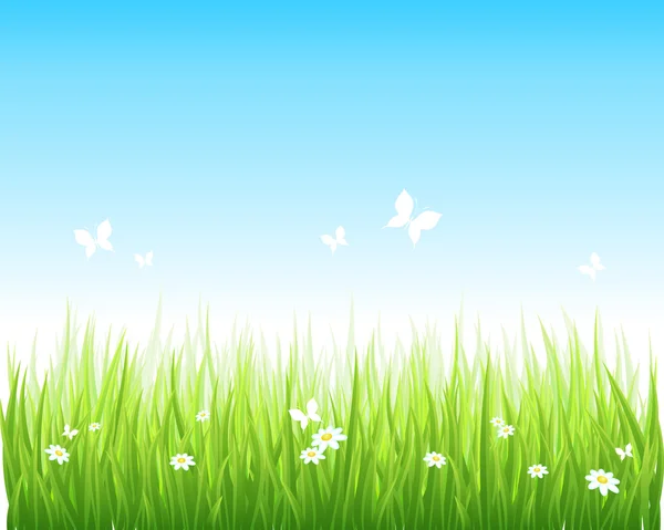 Campo verde herbáceo y cielo azul — Vector de stock