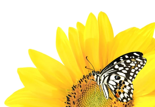 Üzerinde sarı bir ayçiçeği kelebek — Stok fotoğraf