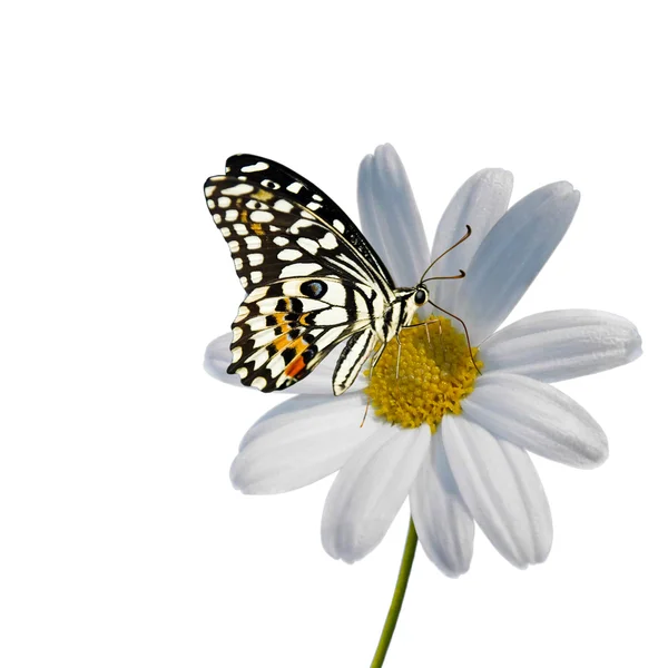 Дейзи и бабочка — стоковое фото