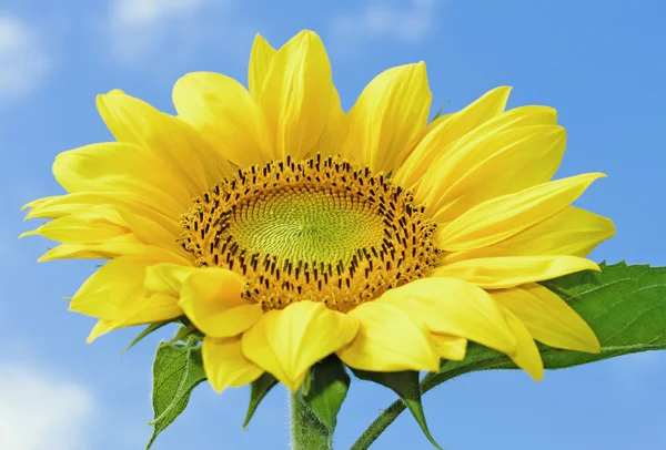 Sarı ayçiçeği — Stok fotoğraf