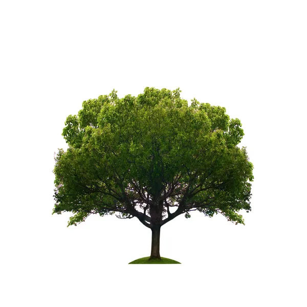 Παλιό πράσινο δέντρο απομονωθεί — Φωτογραφία Αρχείου