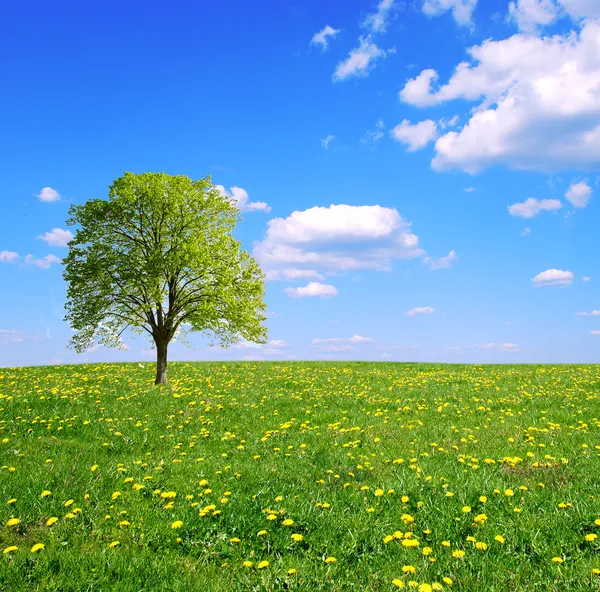 Spring field,lone tree and blue sky. — Stock Photo, Image