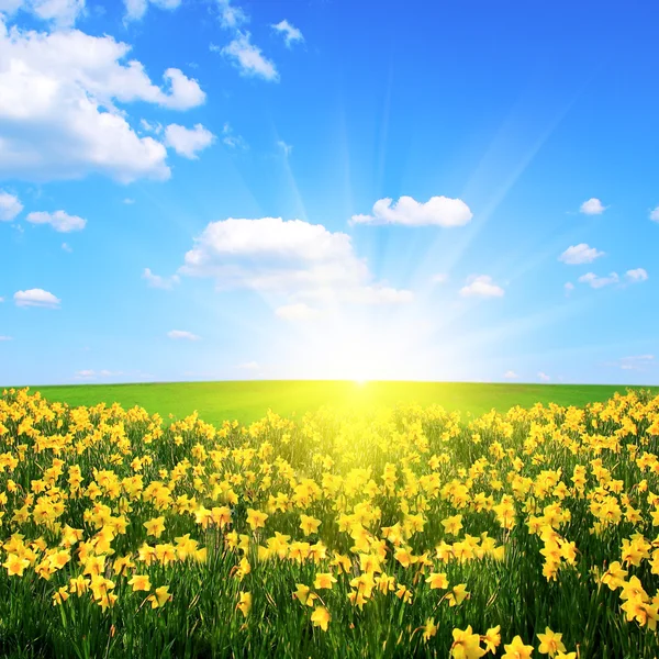 Flower field,blue sky and sun — Stock Photo, Image