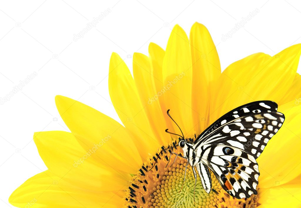 Butterfly on a yellow sunflower