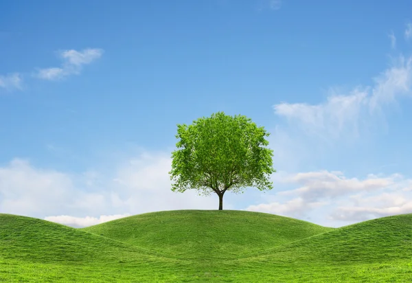 緑の丘とローンツリー — ストック写真
